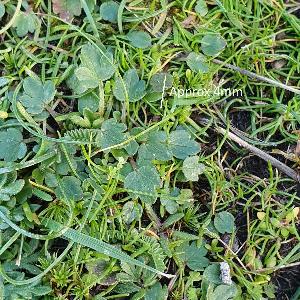 Ranunculus paludosus (1)