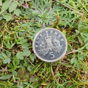 Ranunculus paludosus (2)