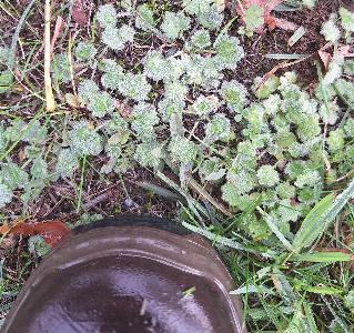 Ranunculus parviflorus (2)