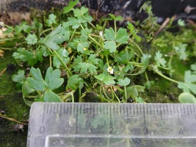 Ranunculus tripartitus