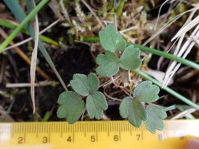 Thalictrum flavum (1)