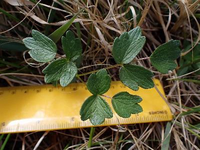 Thalictrum flavum (2)