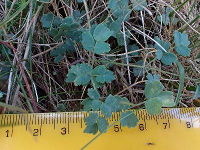 Thalictrum minus (1)