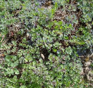 Thalictrum minus (2)