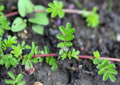 Acaena novae-zelandiae