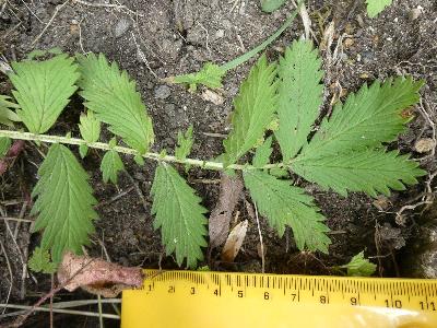 Agrimonia procera (1)