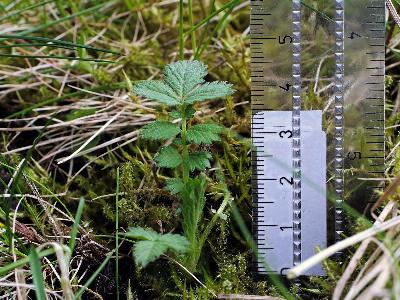 Agrimonia procera (2)