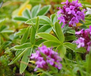 Alchemilla alpina (1)