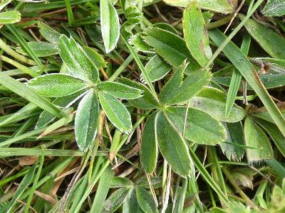 Alchemilla alpina (2)