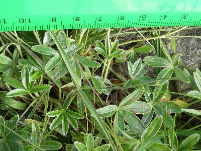 Alchemilla alpina (3)