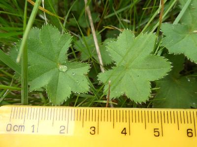 Alchemilla filicaulis
