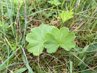 Alchemilla glomerulans (1)
