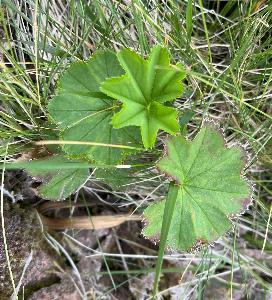 Alchemilla glomerulans (2)