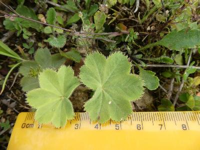 Alchemilla mollis