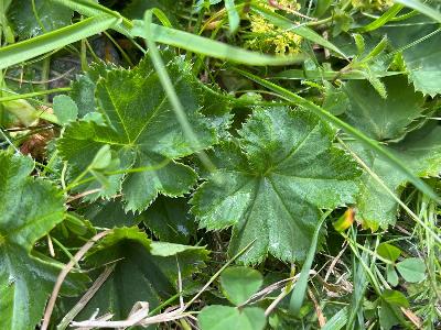Alchemilla sciura (1)
