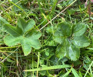 Alchemilla sciura (2)