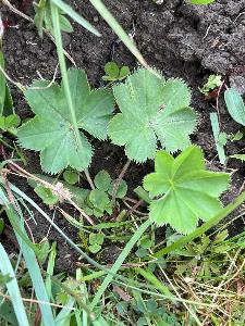 Alchemilla wichurae (1)