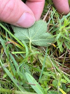 Alchemilla wichurae (2)