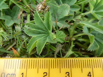 Alchemilla xanthochlora