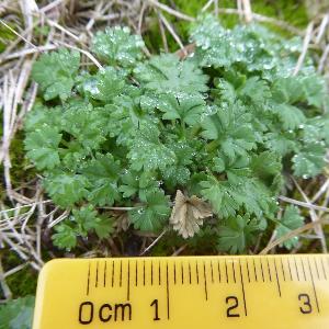 Aphanes arvensis (1)