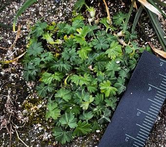 Aphanes arvensis (2)