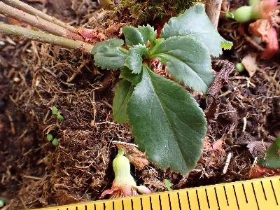 Chaenomeles japonica