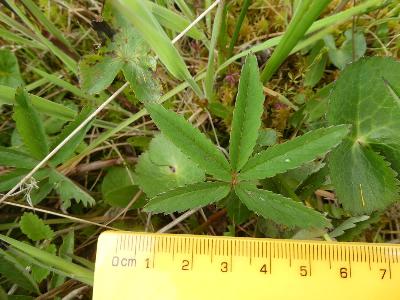 Comarum palustre (1)