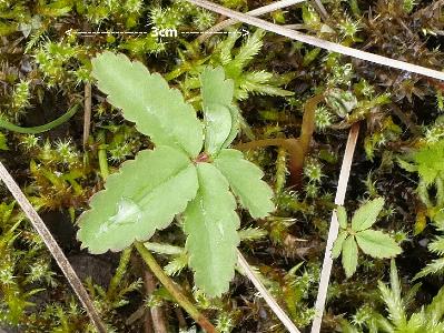 Comarum palustre (2)