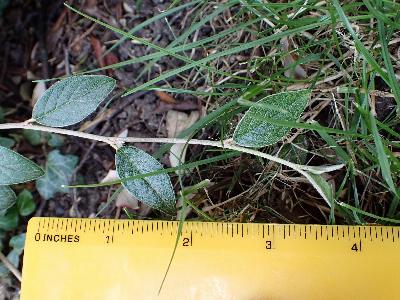 Cotoneaster franchetii
