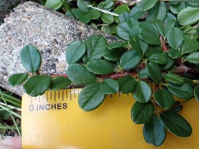 Cotoneaster horizontalis