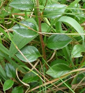 Cotoneaster simonsii