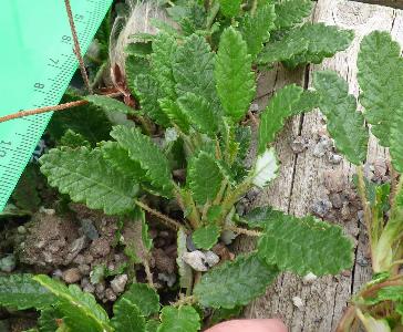 Dryas octopetala (1)