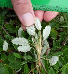 Dryas octopetala (2)
