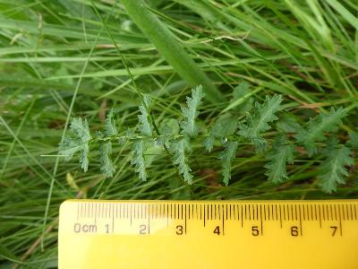 Filipendula vulgaris (1)