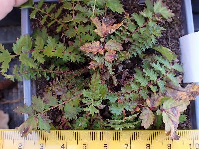 Filipendula vulgaris (2)