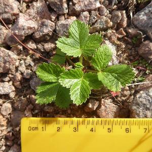 Fragaria vesca (1)