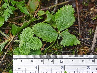 Fragaria vesca (2)