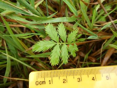 Potentilla anserina (1)