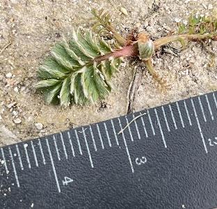 Potentilla anserina (2)