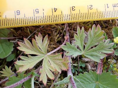 Potentilla argentea (1)