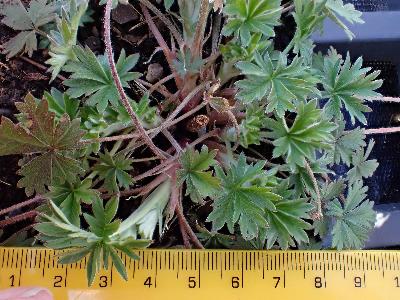 Potentilla argentea (2)