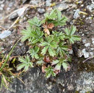 Potentilla crantzii (1)