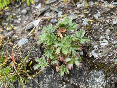 Potentilla crantzii (2)