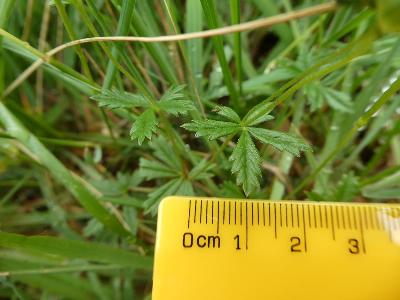 Potentilla erecta
