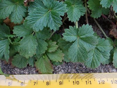 Potentilla norvegica