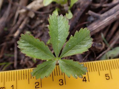 Potentilla reptans (2)