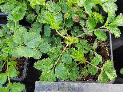 Potentilla rupestris