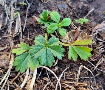 Potentilla verna (1)
