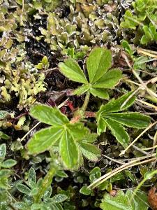 Potentilla verna (2)