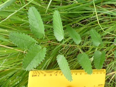 Poterium sanguisorba ssp balearicum